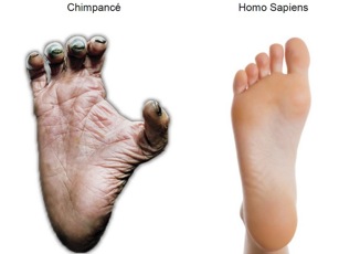 dedo-gordo-chimpance-homo-sapiens